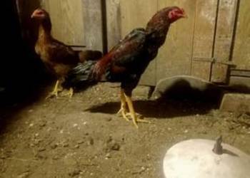 Kury ozdobne bojówce shamo