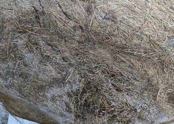 Bele sianokiszonki 125x120