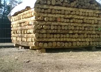 Słupki korowane drewniane dł 250cm do siatki leśnej