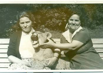 Zdjęcie fotografia lew