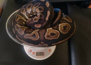 Samica Pyton Królewski Cinnamon/BP