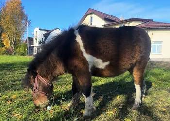 Sprzedam kuca szetlandzkiego