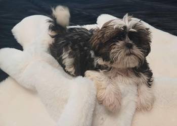 wesoły piesek shih tzu