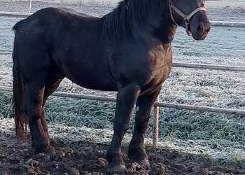 Ogier zimnokrwisty typ sztumski z licencją