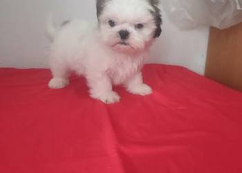 Piesek SHIH-TZU