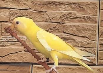 Aleksandretta śliwogłowa  lutino