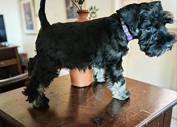 Sznaucer miniaturowy czarno srebrny FCI