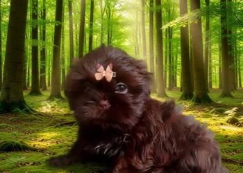 JUŻ DO ODBIORU piękna suczka rasy Shih-Tzu