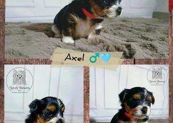 Axel - Biewer Yorkshire Terrier - ZHPR UCI - 4 pokoleniowy rodowód