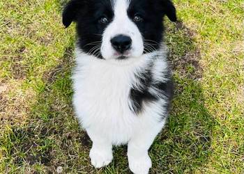 Piesek Border Collie