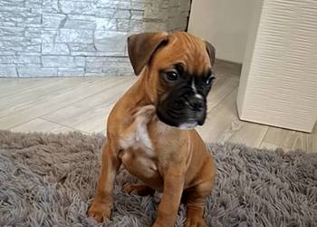 Szczeniaki Bokser Szczeniaki Bokser