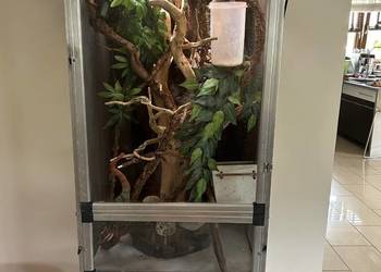 Kameleon lamparci + terrarium
