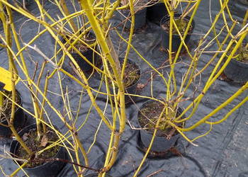 Dereń rozłogowy Flaviramea złotokory żywopłot