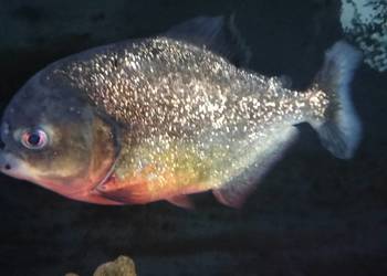 Sprzedam Pirania Natterera ok. 30cm w dobre ręce Wielkopolska