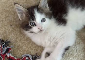 Kotka Maine Coon gotowa do odbioru