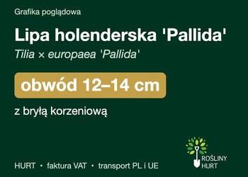 Lipa holenderska 'Pallida' obwód 12-14 cm, z bryłą – HURT
