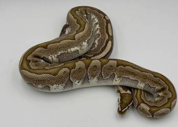 Bamboo samica Pyton królewski/ regius wąż gad