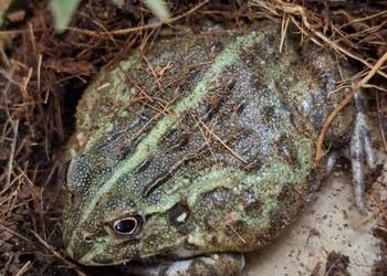 Żaba byk (Pyxicephalus adspersus)