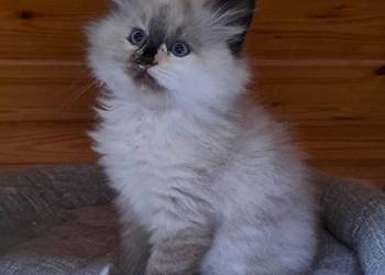 Kotka syberyjska neva masquerade tortie szylkret