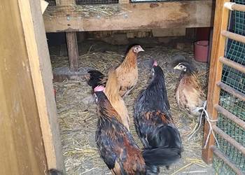 Cwergi cwerki koguciki