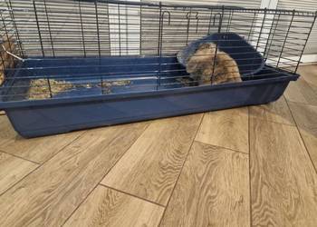 krolik baranek - oddaM