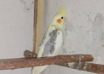 Papuga nimfa 25r. - samiec