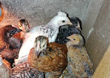 Kurczaki 16 tygodni mix w tym z kolorowym jajkiem