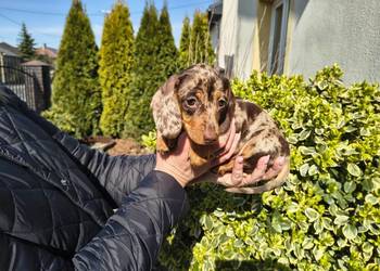 Jamnik długowłosy Choco merle czekoladowy Duschand Dackel