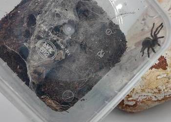 M. Balfuri grupówki po 5 szt