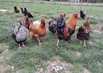 Jaja legowe Wyandotte Mix złota i srebno łuska