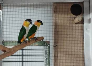 Barwinki czarnogłowe