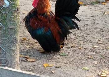 Do sprzedania kogutki miniaturki