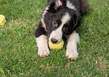 Piesek Border Collie.Rodzice przebadani genetycznie