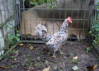 Kury miniaturki - piękna para nakrapiana