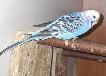 Sprzedam papugę falistą