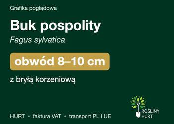 Buk pospolity (Fagus sylvatica) obwód 8-10 cm, z bryłą – HURT