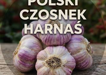 Czosnek HARNAŚ rozmiar 6.5 do sadzenia