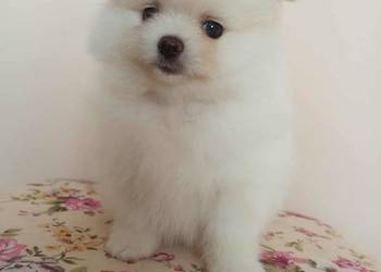 Szpic miniaturowy pomeranian Szpic miniaturowy pomeranian