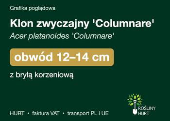 Klon zwyczajny 'Columnare' obwód 12-14 cm, z bryłą – HURT