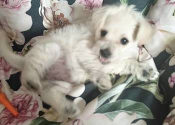 Suczka pół maltanczyk