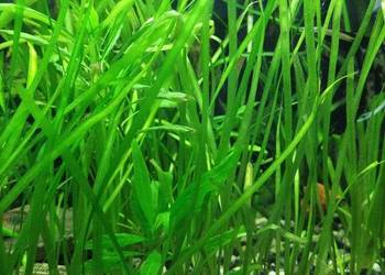 Trawki, Nurzańce, roślinki do akwarium