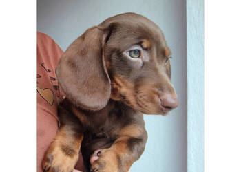 SUCZKA Jamnik krótkowłosy Czekoladowa podpalana Kraków