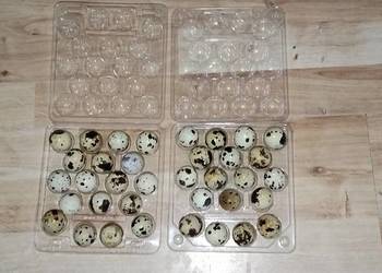 Jajka przepiórcze faraon