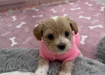 Maltipoo malutka dziewczynka