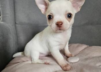 Chihuahua piękna suczka po rodzicach FCI