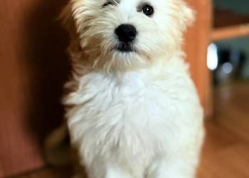 Maltipoo piękny piesek