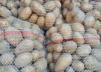 Ziemniaki 15kg białe bez nawozów i robaka warzywa kapusta gospodarstwo roln