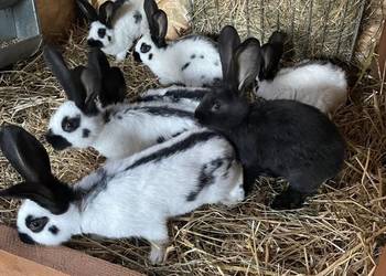 Króliki srokacze niemieckie samce