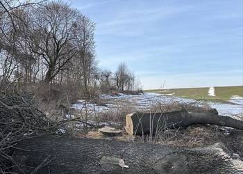 Drzewo na pniu buk dąb topole