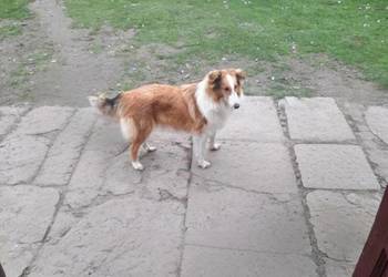Owczarek szkocki collie